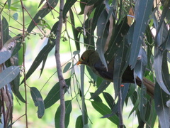 Manorina melanophrys