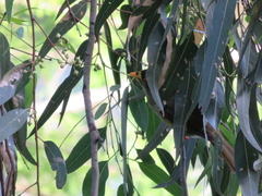 Manorina melanophrys