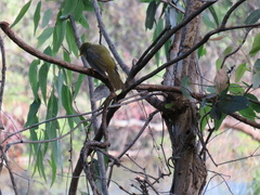 Manorina melanophrys