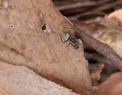 Polyrhachis ornata