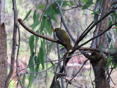 Manorina melanophrys