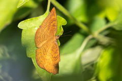 Ariadne specularia arca