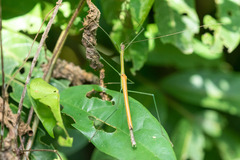 Paramarmessoidea