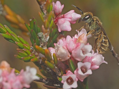 Erica lateralis