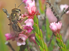 Erica lateralis