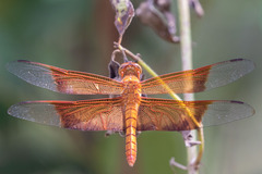 Camacinia gigantea