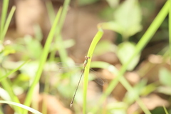 Lestes elatus