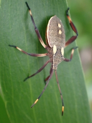 Mictis profana