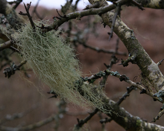 Usnea articulata