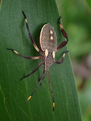 Mictis profana