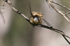 Stipiturus malachurus