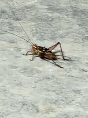 Cardiodactylus guttulus