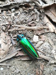 Chrysochroa fulgidissima