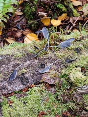 Falco novaeseelandiae