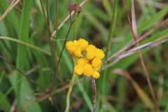 Chrysocephalum apiculatum
