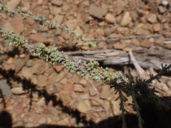 Pentzia incana
