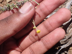 Pentzia incana