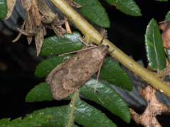 Phaeosaces apocrypta