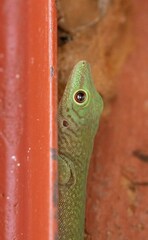 Phelsuma kochi