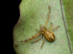 Diaea ambara