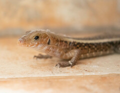 Zonosaurus laticaudatus