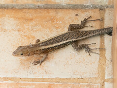 Zonosaurus laticaudatus