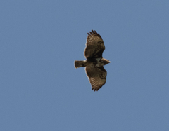 Buteo brachypterus