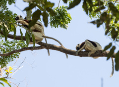 Propithecus coquereli