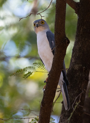 Accipiter francesiae