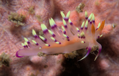 Coryphellina exoptata