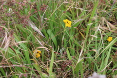 Chrysocephalum apiculatum