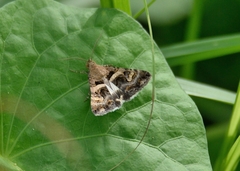 Melipotini
