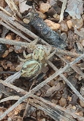 Carrhotus viduus