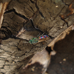 Chrysis zetterstedti
