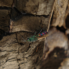 Chrysis zetterstedti