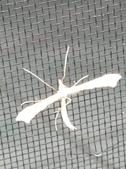 Gillmeria pallidactyla