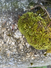 Ptychostomum capillare