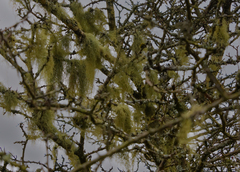 Usnea articulata