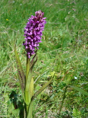 Dactylorhiza incarnata cruenta