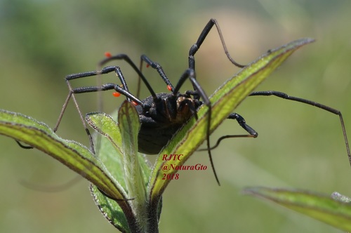 Diguetinus raptator