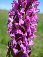 Dactylorhiza incarnata cruenta