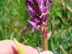 Dactylorhiza incarnata cruenta