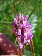 Dactylorhiza incarnata cruenta