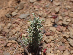 Pentzia incana