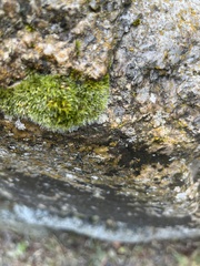Grimmia