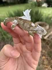 Bradypodion ventrale