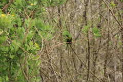Nectarinia famosa