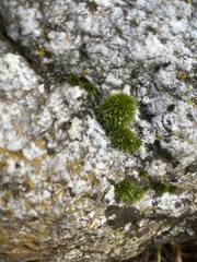 Grimmia