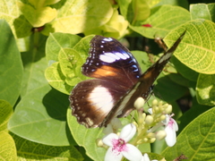 Hypolimnas bolina bolina