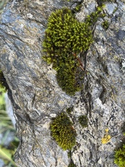 Orthotrichum diaphanum